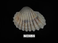 藏品(血蚶)的圖片